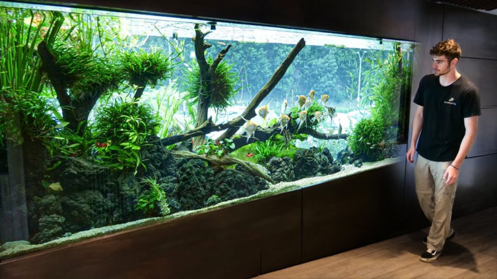 aquarium wood